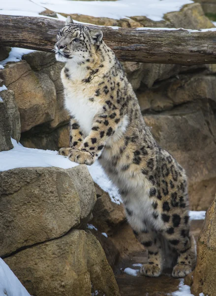 Léopard des neiges — Photo