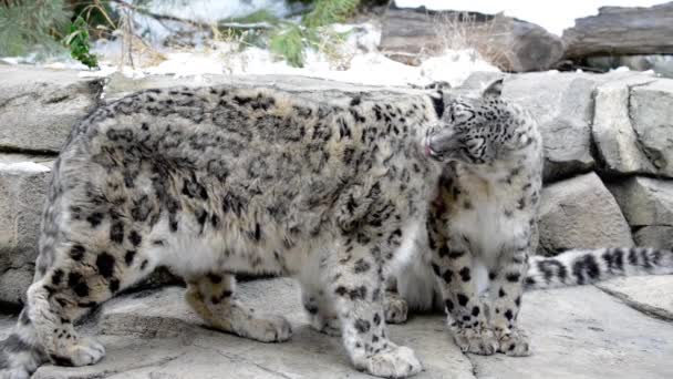 Leopardo de la nieve — Vídeo de stock