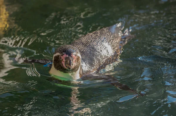 Penguin in the water — Stock Photo, Image