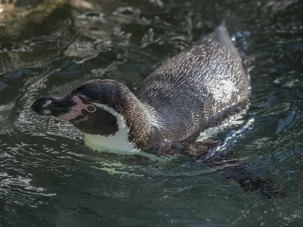 Penguin in the water — Stock Photo, Image