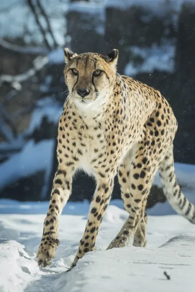 Cheetah — Stock Photo, Image