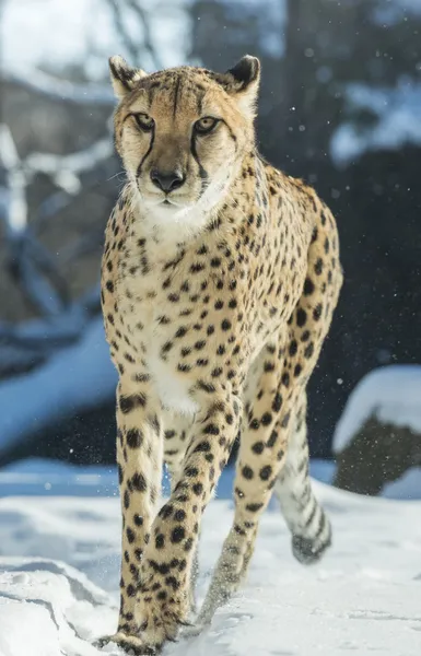 Cheetah — Stock Photo, Image