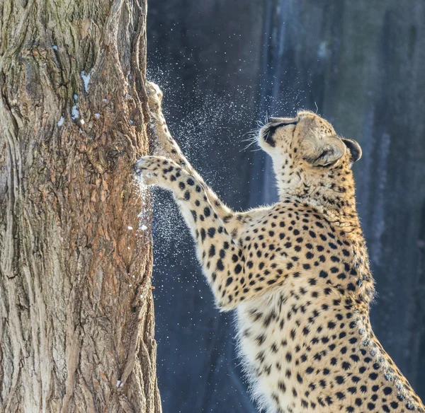 Cheetah — Stock Photo, Image