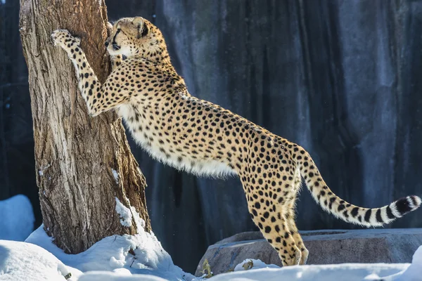 Cheetah — Stock Photo, Image