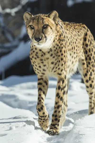 Cheetah — Stock Photo, Image