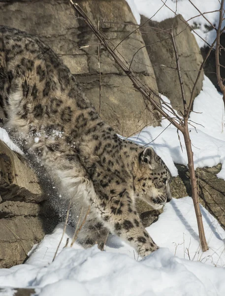 Leopardo de la nieve — Foto de Stock