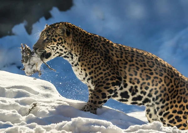 Jovem Jaguar brincalhão — Fotografia de Stock