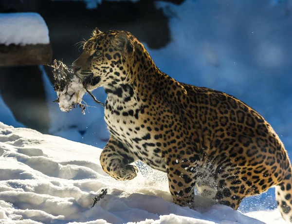 Verspielter junger Jaguar — Stockfoto