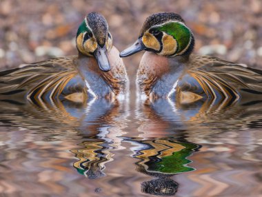 Two beautiful Baikal Teal Ducks reflection in the water clipart