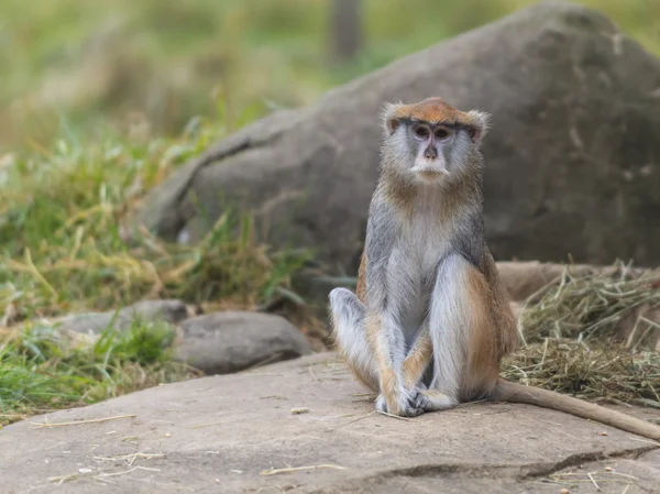 Patas Monkey - Erythrocebus patas — Stock Photo, Image