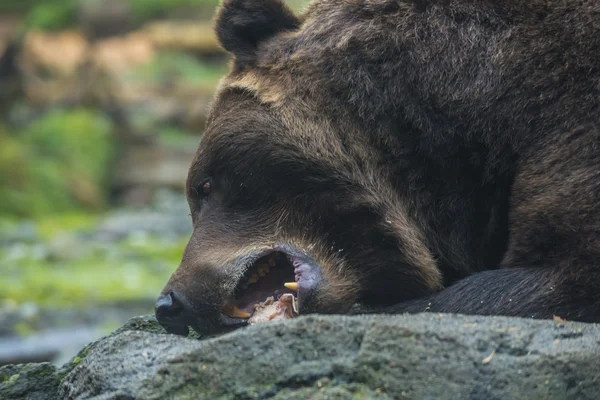 Urso castanho comendo — Fotografia de Stock