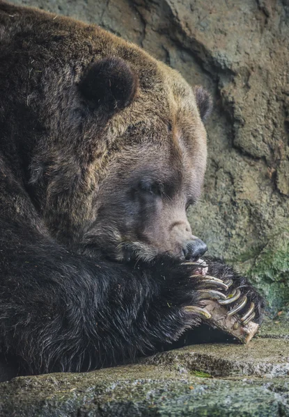 Urso castanho comendo — Fotografia de Stock