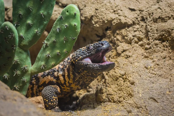 Gila-Monster — Stockfoto