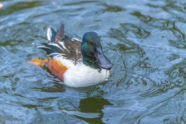 Exotische Ente — Stockfoto