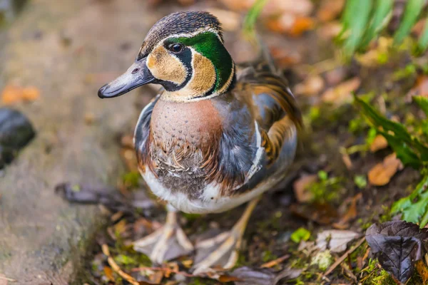 Anatra verde acqua baikal — Foto Stock