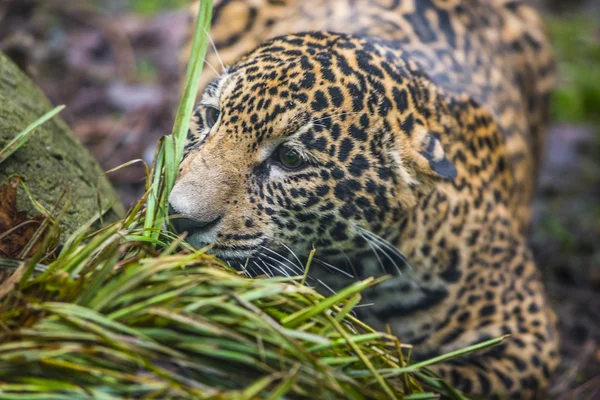 Mladé krásné jaguar — Stock fotografie