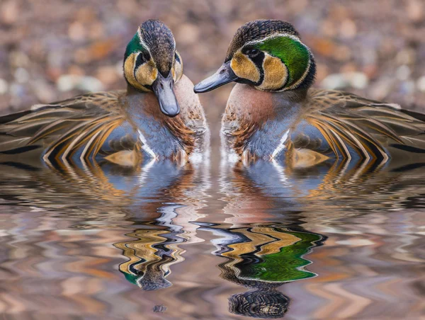Két gyönyörű cifra réce kacsa tükörképét a vízben — Stock Fotó