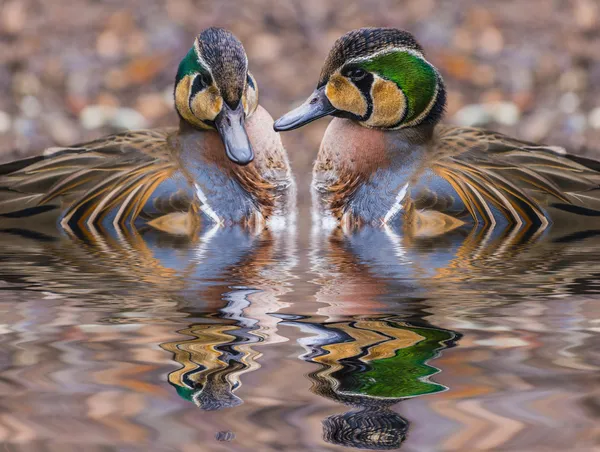 iki güzel Baykal deniz mavisi ördekler su yansıma