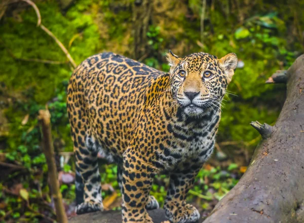 Jaguar hermoso joven — Foto de Stock
