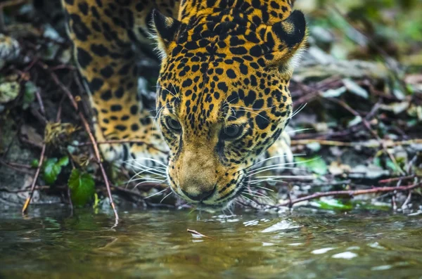 Junger schöner Jaguar — Stockfoto