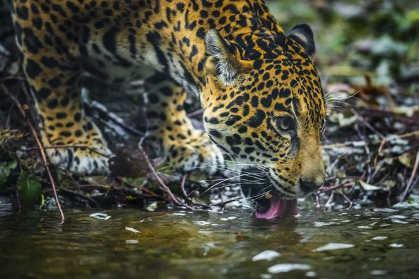 Jaguar hermoso joven — Foto de Stock