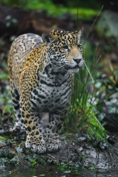 Unga vackra jaguar — Stockfoto