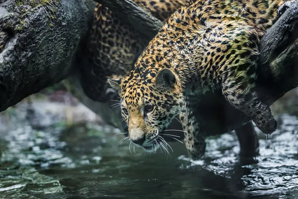 Молодих красивих jaguar — стокове фото