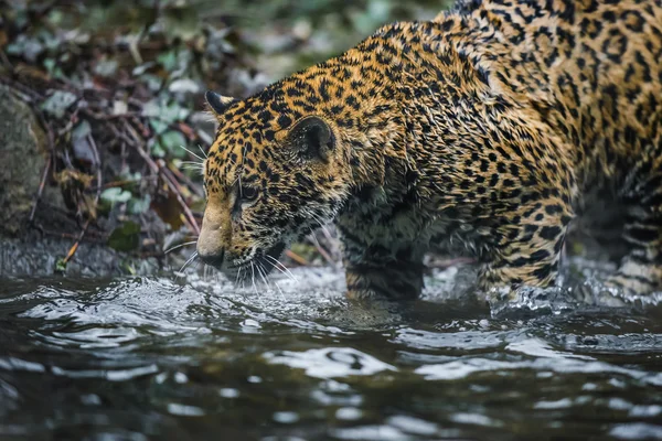 Jonge mooie jaguar — Stockfoto