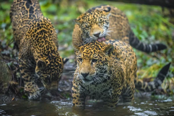 Jonge mooie jaguar — Stockfoto