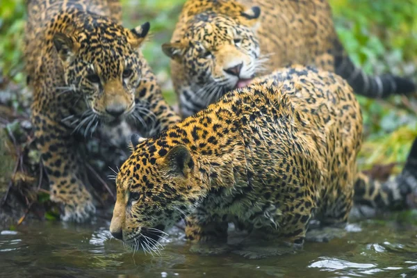 Νέοι όμορφη jaguar — Φωτογραφία Αρχείου
