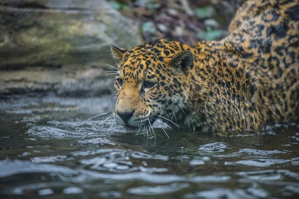 Jonge mooie jaguar — Stockfoto