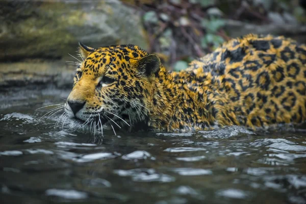 Mladé krásné jaguar — Stock fotografie