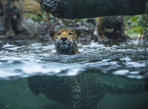 Young Beautiful Jaguar