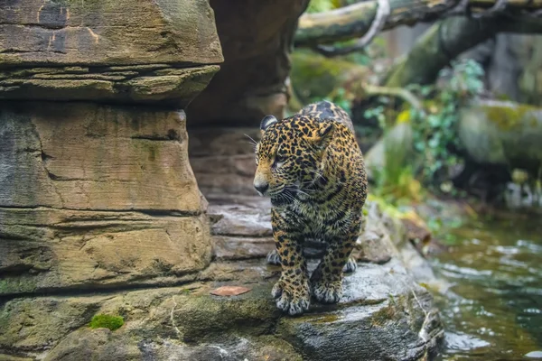 Junger schöner Jaguar — Stockfoto