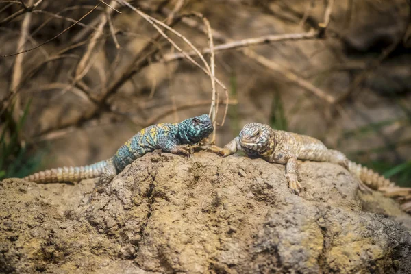 Two spiny tailed lizards — Stock Photo, Image