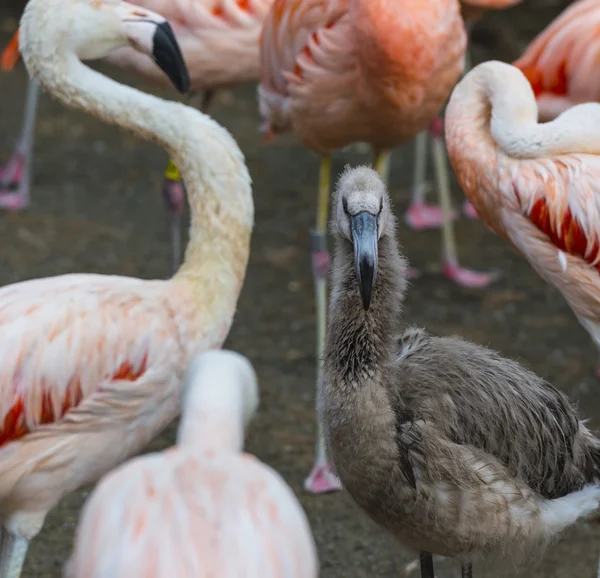 Ung flamingo fågel — Stockfoto
