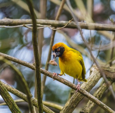 Masked Weaver Bird clipart