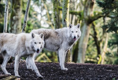 Kutup Wolfs