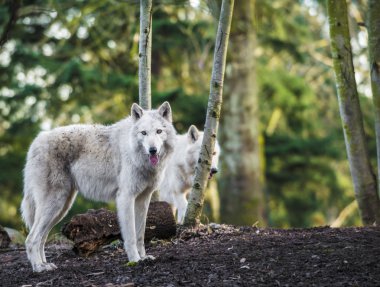 Kutup Wolfs