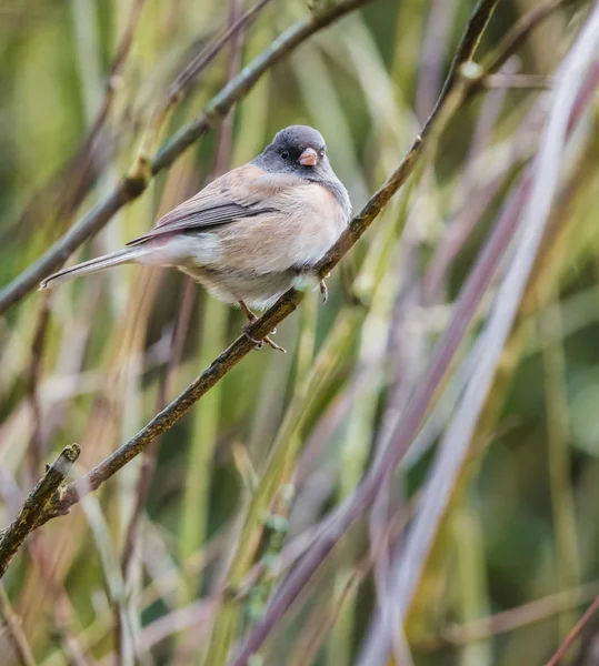 Pájaro junco de ojos oscuros — Foto de Stock