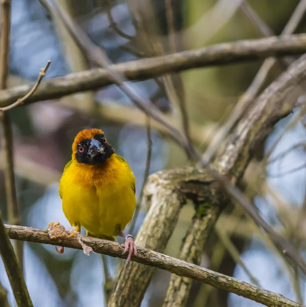 Gemaskerde weaver vogel — Stockfoto