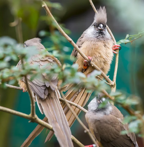 얼룩 덜 룩 한 mousebird — 스톡 사진