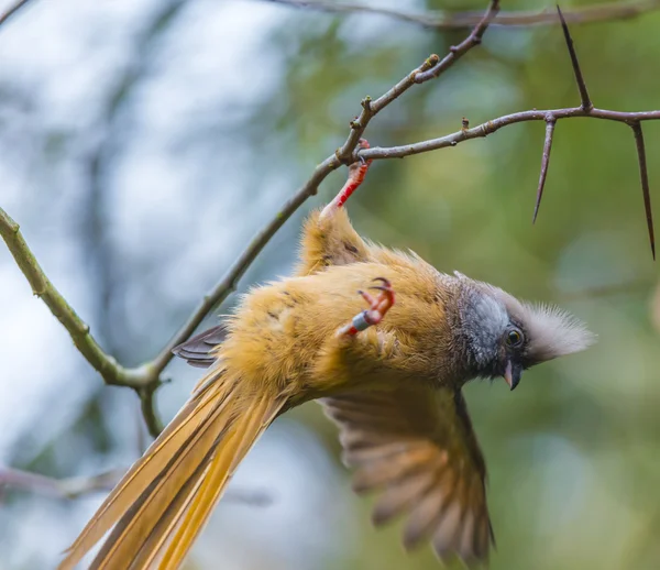 Mousebird moteado — Foto de Stock