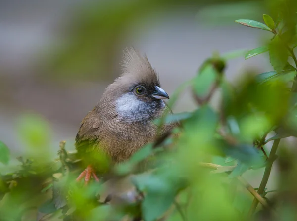 Gefleckter Mausvogel — Stockfoto