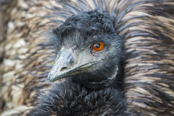 Emu ptak szczegół — Zdjęcie stockowe