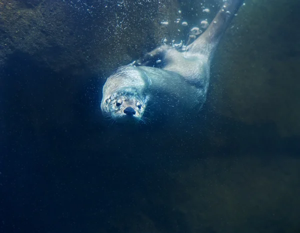 Otter onder water — Stockfoto