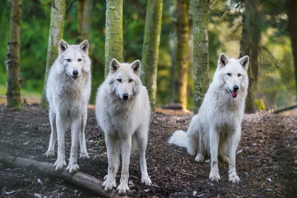 Lobos árticos — Fotografia de Stock