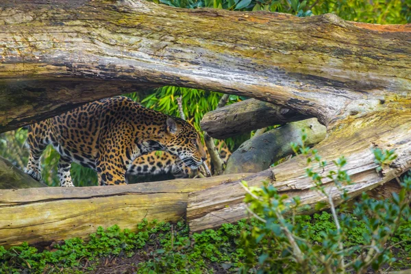 Krásné mladé jaguar — Stock fotografie