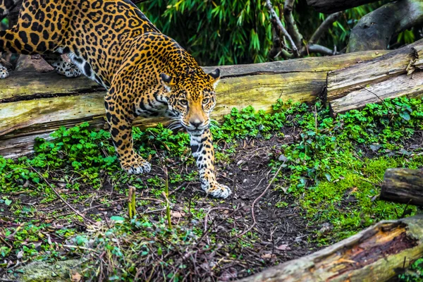 Schöner junger Jaguar — Stockfoto