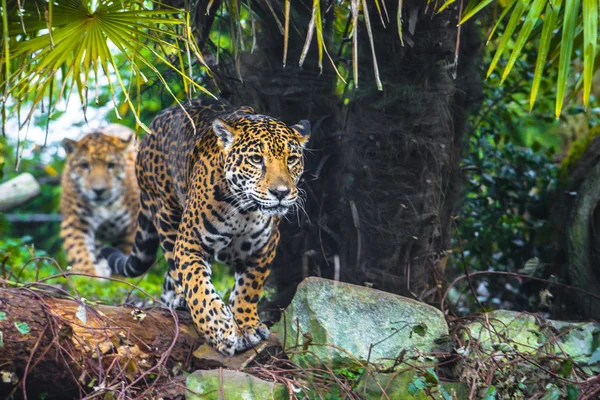 Bela jovem Jaguar — Fotografia de Stock